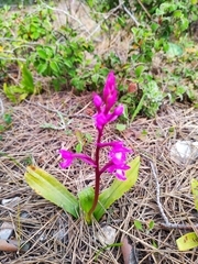 Orchis quadripunctata