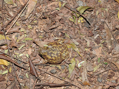 Uperodon systoma