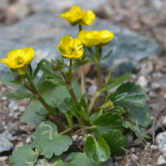 Ranunculus alberti