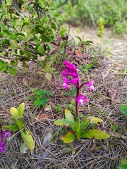 Orchis quadripunctata
