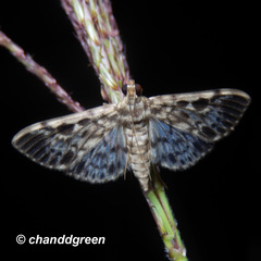Rhimphaliodes macrostigma