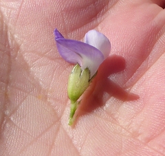 Psoralea pinnata