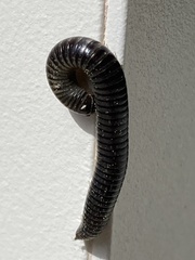 Ommatoiulus sabulosus aimatopodus