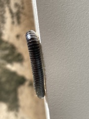 Ommatoiulus sabulosus aimatopodus