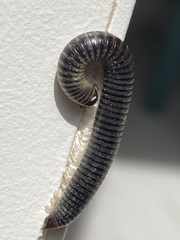 Ommatoiulus sabulosus aimatopodus