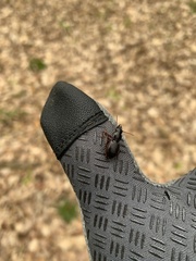 Pterostichus madidus