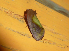 Arbostola