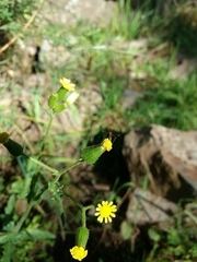 Senecio lividus
