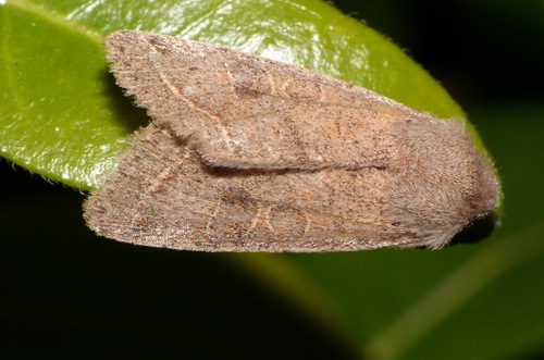 Orthosia cerasi