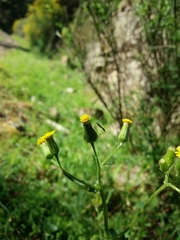 Senecio lividus