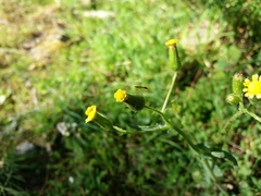 Senecio lividus