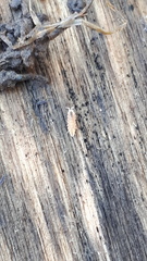 Trichoniscus pygmaeus