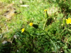Senecio lividus