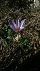 Crocus ligusticus