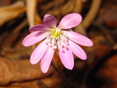Hepatica nobilis