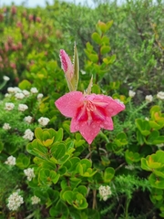 Gladiolus carmineus