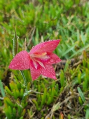 Gladiolus carmineus