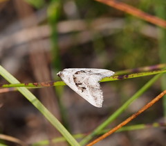 Dichromodes stilbiata