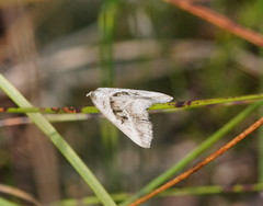 Dichromodes stilbiata