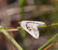 Dichromodes stilbiata