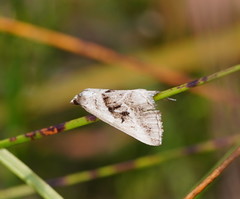 Dichromodes stilbiata