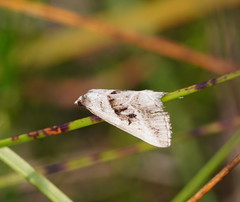 Dichromodes stilbiata