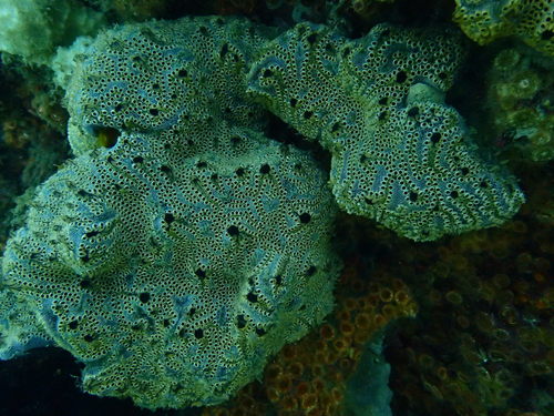 ladder ascidian, Seawolf, Lumb, Tyre reef, photo 7 of 10