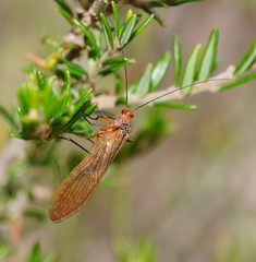 Chorista australis