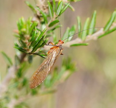 Chorista australis