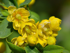Berberis sphaerocarpa