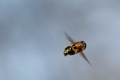 Austalis pulchella