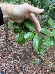 Acronychia imperforata