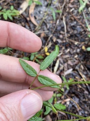 Desmodium varians