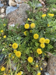 Anthemis rigida