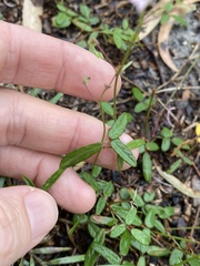 Desmodium varians
