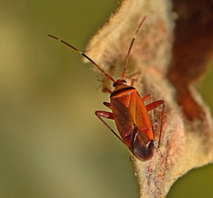 Adelphocoris vandalicus