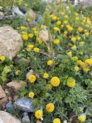 Anthemis rigida