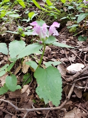 Lamium garganicum
