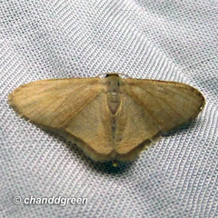 Lophophleps triangularis