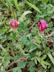 Trifolium eriosphaerum