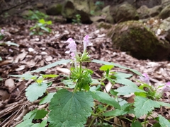 Lamium garganicum