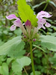 Lamium garganicum
