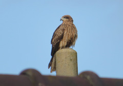 Milvus migrans lineatus