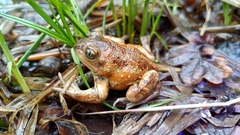 Pelobates fuscus insubricus