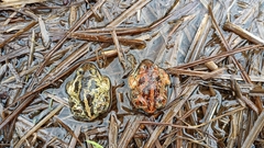 Pelobates fuscus insubricus