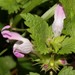 Lamium garganicum striatum - Photo (c) Σάββας Ζαφειρίου (Savvas Zafeiriou), some rights reserved (CC BY-NC), uploaded by Σάββας Ζαφειρίου (Savvas Zafeiriou)