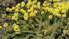 Linaria polygalifolia