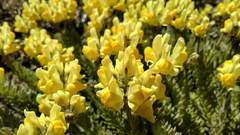 Linaria polygalifolia