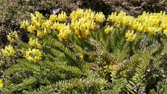 Linaria polygalifolia