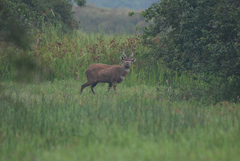 Tragelaphus spekii spekii